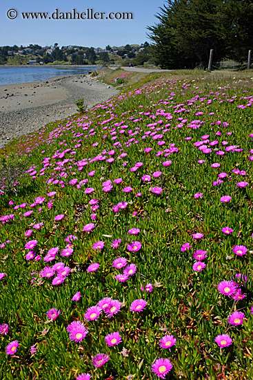 purple-ice_plants-on-hill-1.jpg