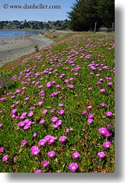 bodega bay, california, flowers, hills, ice plants, purple, sonoma, vertical, west coast, western usa, photograph