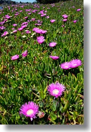 bodega bay, california, flowers, hills, ice plants, purple, sonoma, vertical, west coast, western usa, photograph