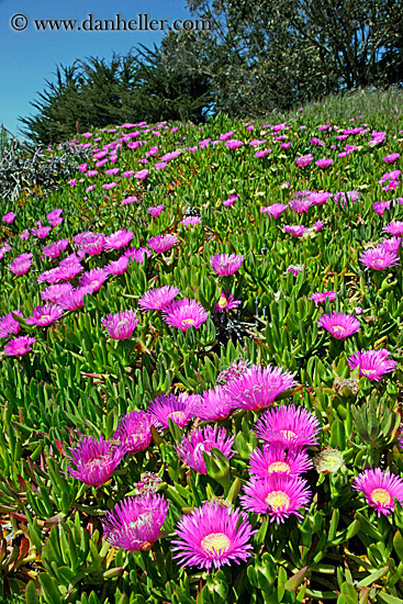 purple-ice_plants-on-hill-3.jpg