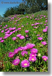 bodega bay, california, flowers, hills, ice plants, purple, sonoma, vertical, west coast, western usa, photograph