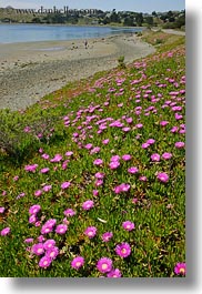 images/California/Sonoma/BodegaBay/Flowers/purple-ice_plants-on-hill-4.jpg