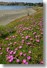 bodega bay, california, flowers, hills, ice plants, purple, sonoma, vertical, west coast, western usa, photograph