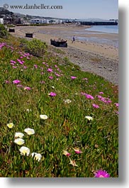 bodega bay, california, flowers, hills, ice plants, purple, sonoma, vertical, west coast, western usa, photograph