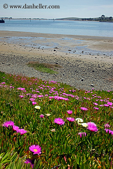 purple-ice_plants-on-hill-6.jpg