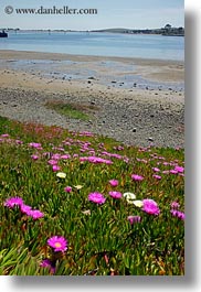 bodega bay, california, flowers, hills, ice plants, purple, sonoma, vertical, west coast, western usa, photograph