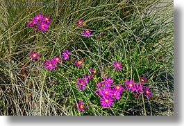 bodega bay, california, daisies, desert, flowers, horizontal, purple, sonoma, west coast, western usa, yellow, photograph