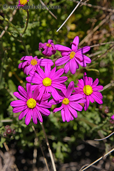 purple-n-yellow-desert-daisy-5.jpg