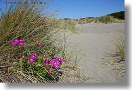 bodega bay, california, daisies, desert, flowers, horizontal, purple, sonoma, west coast, western usa, yellow, photograph