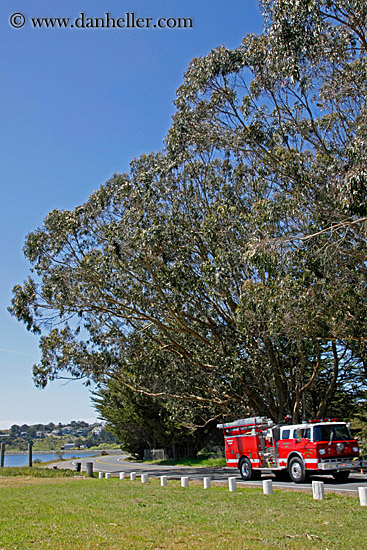 fire_truck-n-tall-trees.jpg