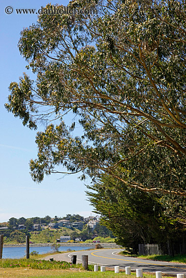 tall-trees-n-road.jpg