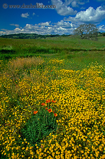 california-poppies-1.jpg