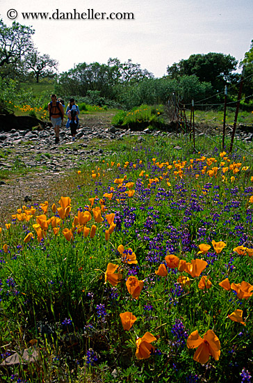 california-poppies-2.jpg