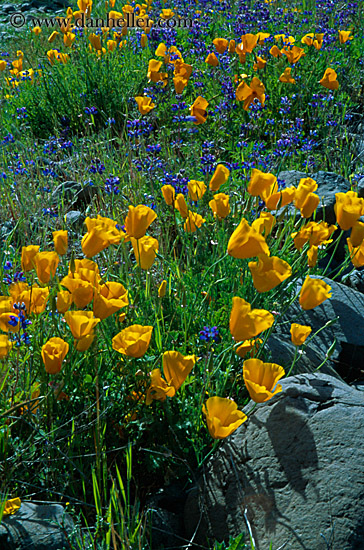 california-poppies-3.jpg
