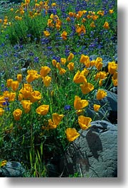 images/California/Sonoma/Flowers/california-poppies-3.jpg