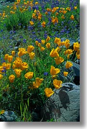 california, flowers, poppies, sonoma, vertical, west coast, western usa, photograph