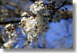 california, flowers, horizontal, sonoma, west coast, western usa, white, photograph