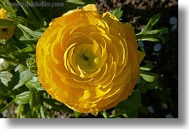 images/California/Sonoma/Flowers/yellow-flower.jpg