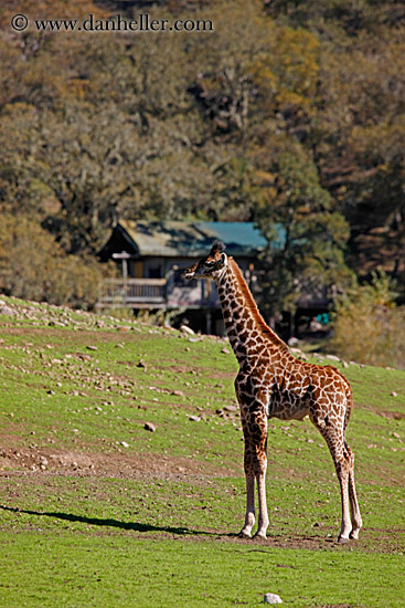 giraffe-2.jpg