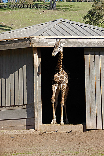 giraffe-3.jpg