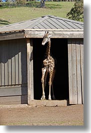 images/California/Sonoma/SafariWest/BigAnimals/giraffe-3.jpg