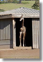 animals, big animals, california, giraffes, safari west, sonoma, vertical, west coast, western usa, photograph