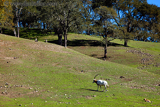 scimitar-horned-oryx-1.jpg