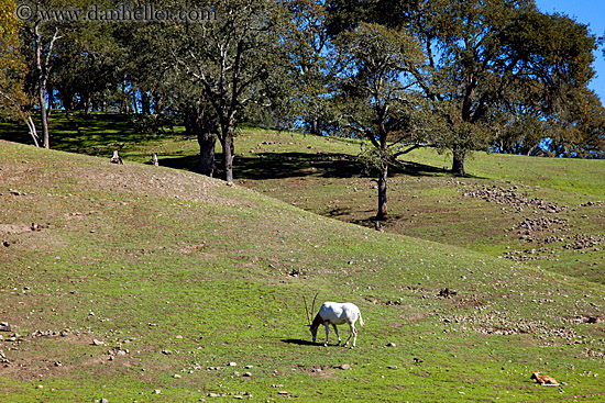 scimitar-horned-oryx-2.jpg