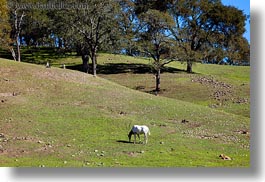 big animals, california, horizontal, horned, oryx, safari west, scimitar, sonoma, west coast, western usa, photograph