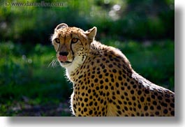 animals, big animals, california, cats, horizontal, leopard, safari west, sonoma, spotted, west coast, western usa, photograph