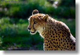 animals, big animals, california, cats, horizontal, leopard, safari west, sonoma, spotted, west coast, western usa, photograph