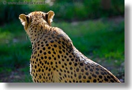 animals, big animals, california, cats, horizontal, leopard, safari west, sonoma, spotted, west coast, western usa, photograph