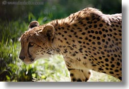 images/California/Sonoma/SafariWest/BigAnimals/spotted-leopard-5.jpg
