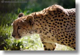 animals, big animals, california, cats, horizontal, leopard, safari west, sonoma, spotted, west coast, western usa, photograph