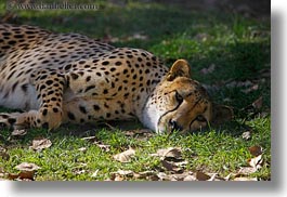 images/California/Sonoma/SafariWest/BigAnimals/spotted-leopard-6.jpg