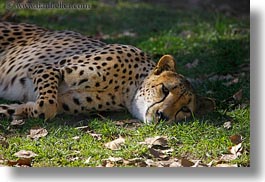 animals, big animals, california, cats, horizontal, leopard, safari west, sonoma, spotted, west coast, western usa, photograph