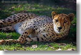 animals, big animals, california, cats, horizontal, leopard, safari west, sonoma, spotted, west coast, western usa, photograph