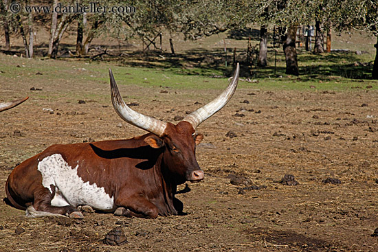 watusi-cattle-1.jpg