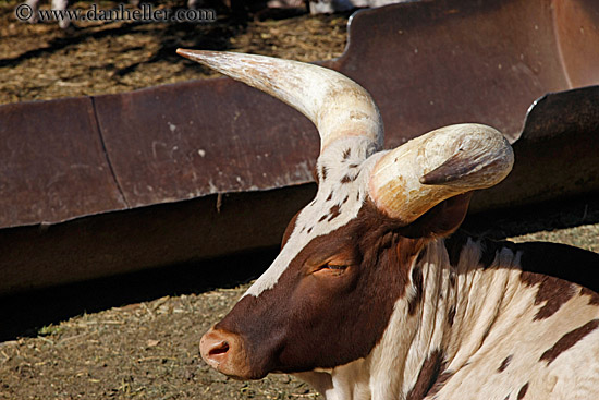watusi-cattle-2.jpg
