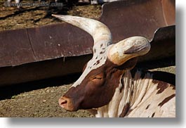 animals, big animals, california, cows, cowscows, horizontal, safari west, sonoma, watusi, west coast, western usa, photograph