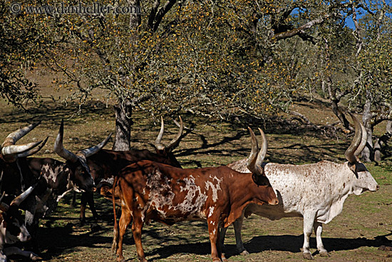 watusi-cattle-3.jpg