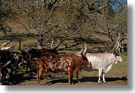 images/California/Sonoma/SafariWest/BigAnimals/watusi-cattle-3.jpg