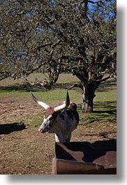 animals, big animals, california, cows, cowscows, safari west, sonoma, vertical, watusi, west coast, western usa, photograph