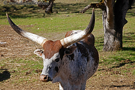 watusi-cattle-5.jpg