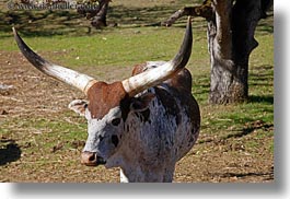 animals, big animals, california, cows, cowscows, horizontal, safari west, sonoma, watusi, west coast, western usa, photograph