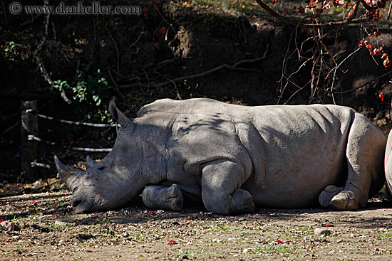 white-rhinoceros-1.jpg