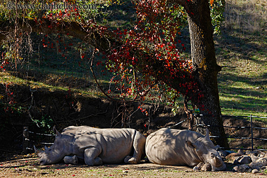 white-rhinoceros-2.jpg