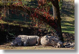 images/California/Sonoma/SafariWest/BigAnimals/white-rhinoceros-2.jpg
