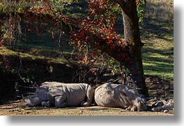 big animals, california, horizontal, rhinoceros, safari west, sonoma, west coast, western usa, white, photograph