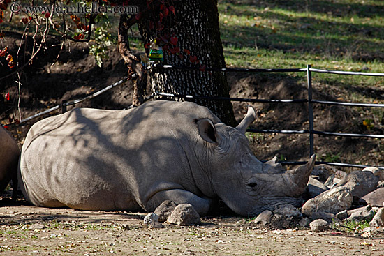 white-rhinoceros-3.jpg